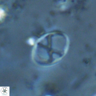 Neochiastozygus perfectus 25610