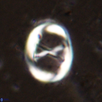 Neochiastozygus perfectus 50024