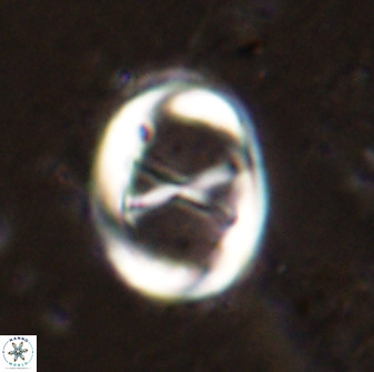 Neochiastozygus perfectus 50024