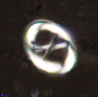Neochiastozygus perfectus 50025