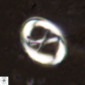 Neochiastozygus perfectus 50025