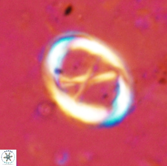 Neochiastozygus perfectus 50026