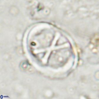 Neochiastozygus perfectus 50027