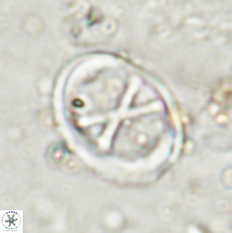 Neochiastozygus perfectus 50027