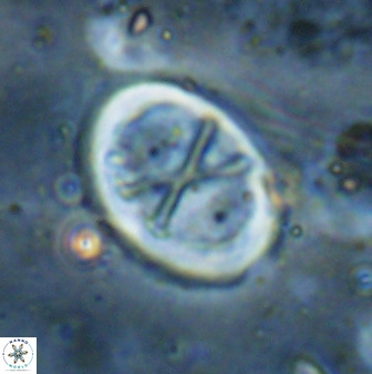 Neochiastozygus perfectus 50028