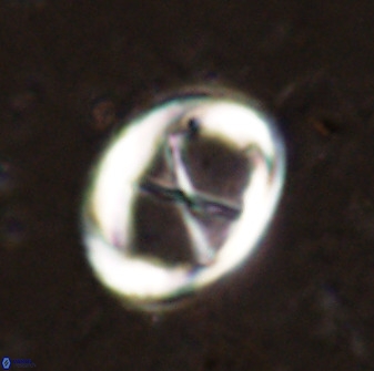 Neochiastozygus perfectus 50021