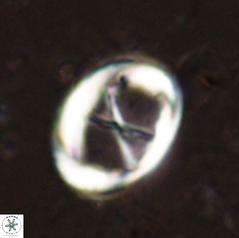 Neochiastozygus perfectus 50021