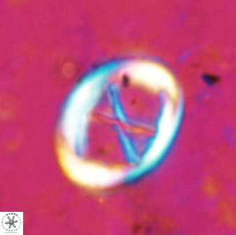 Neochiastozygus perfectus 50022