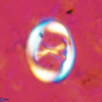 Neochiastozygus perfectus 50023