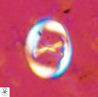 Neochiastozygus perfectus 50023