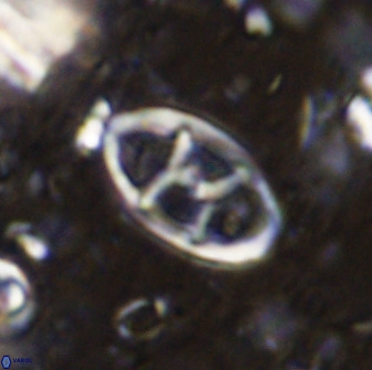 Neococcolithes dubius 49066