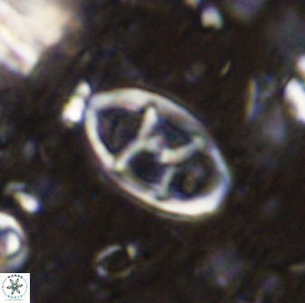 Neococcolithes dubius 49066