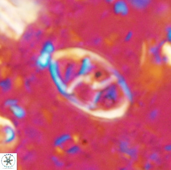 Neococcolithes dubius 49067