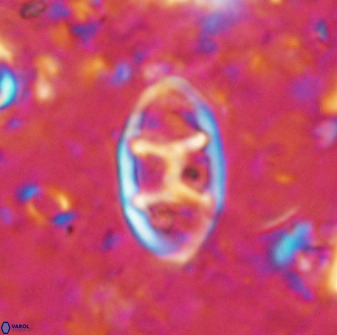 Neococcolithes dubius 49068
