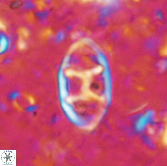 Neococcolithes dubius 49068