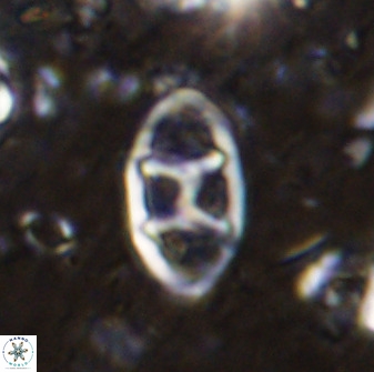 Neococcolithes dubius 49069