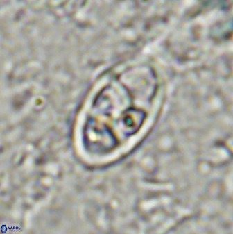 Neococcolithes dubius 49071