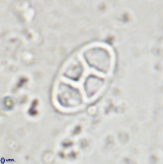 Neococcolithes dubius 49238