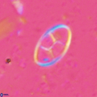 Neococcolithes dubius 49242