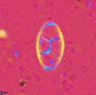 Neococcolithes dubius 49243