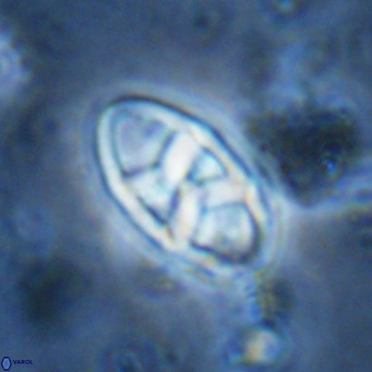 Neococcolithes dubius VR 03082