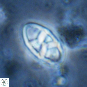 Neococcolithes dubius VR 03082