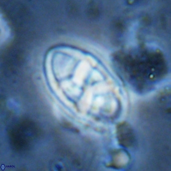 Neococcolithes dubius VR 03083