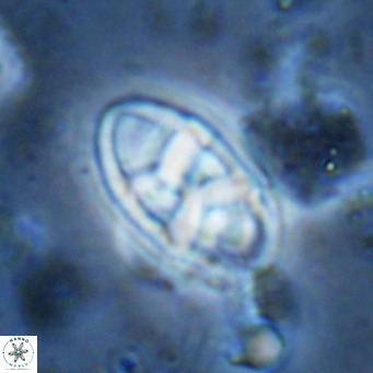 Neococcolithes dubius VR 03083