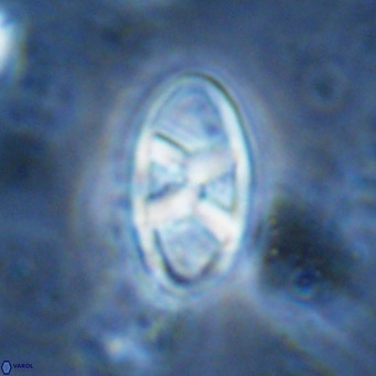 Neococcolithes dubius VR 03084