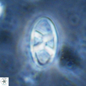 Neococcolithes dubius VR 03084