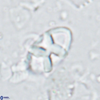 Neococcolithes dubius VR 03086