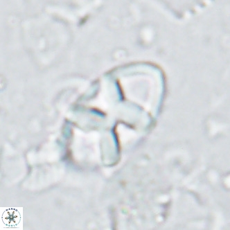 Neococcolithes dubius VR 03086