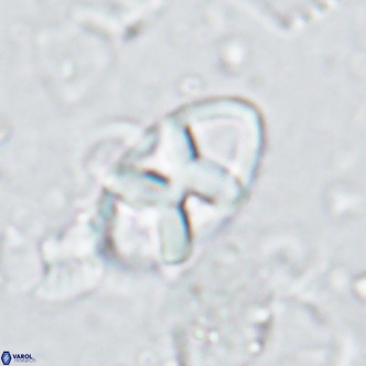 Neococcolithes dubius VR 03087