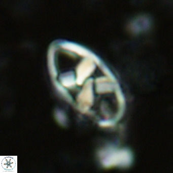 Neococcolithes dubius VR 03090