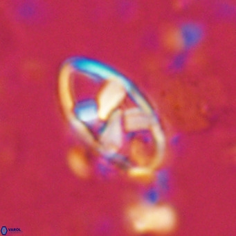 Neococcolithes dubius VR 03091