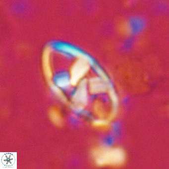Neococcolithes dubius VR 03091