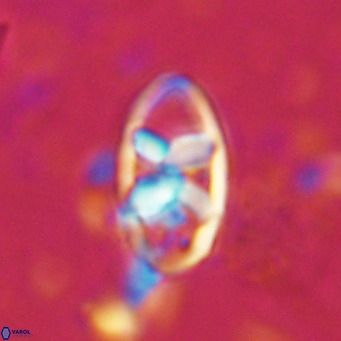 Neococcolithes dubius VR 03092