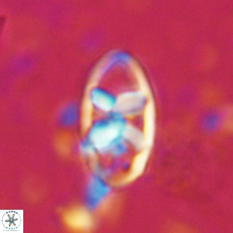 Neococcolithes dubius VR 03092