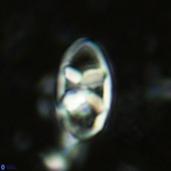 Neococcolithes dubius VR 03093