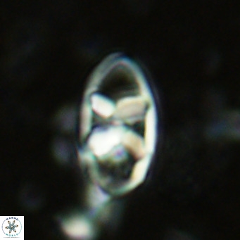 Neococcolithes dubius VR 03093