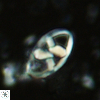 Neococcolithes dubius VR 03094