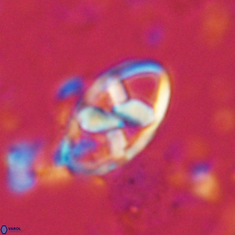 Neococcolithes dubius VR 03095