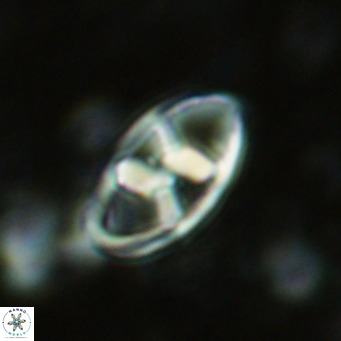 Neococcolithes dubius VR 03097
