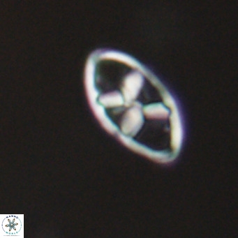 Neococcolithes dubius VR 30841