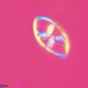 Neococcolithes dubius VR 30842