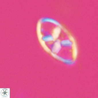 Neococcolithes dubius VR 30842
