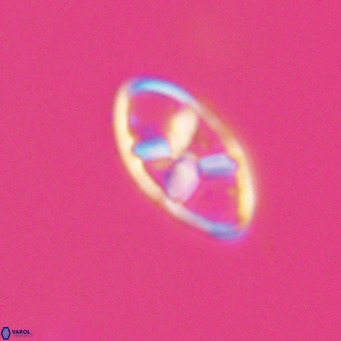 Neococcolithes dubius VR 30843