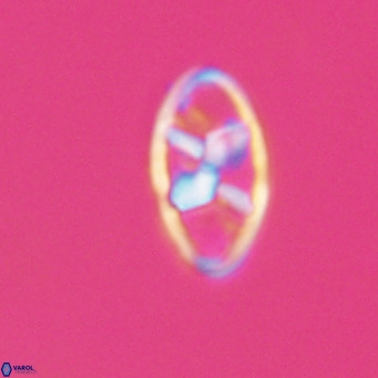 Neococcolithes dubius VR 30844