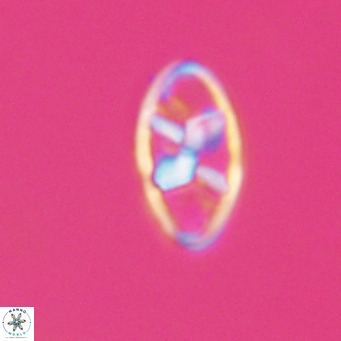 Neococcolithes dubius VR 30844