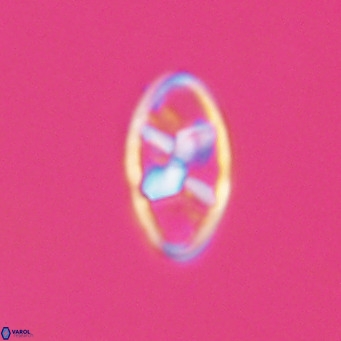 Neococcolithes dubius VR 30845